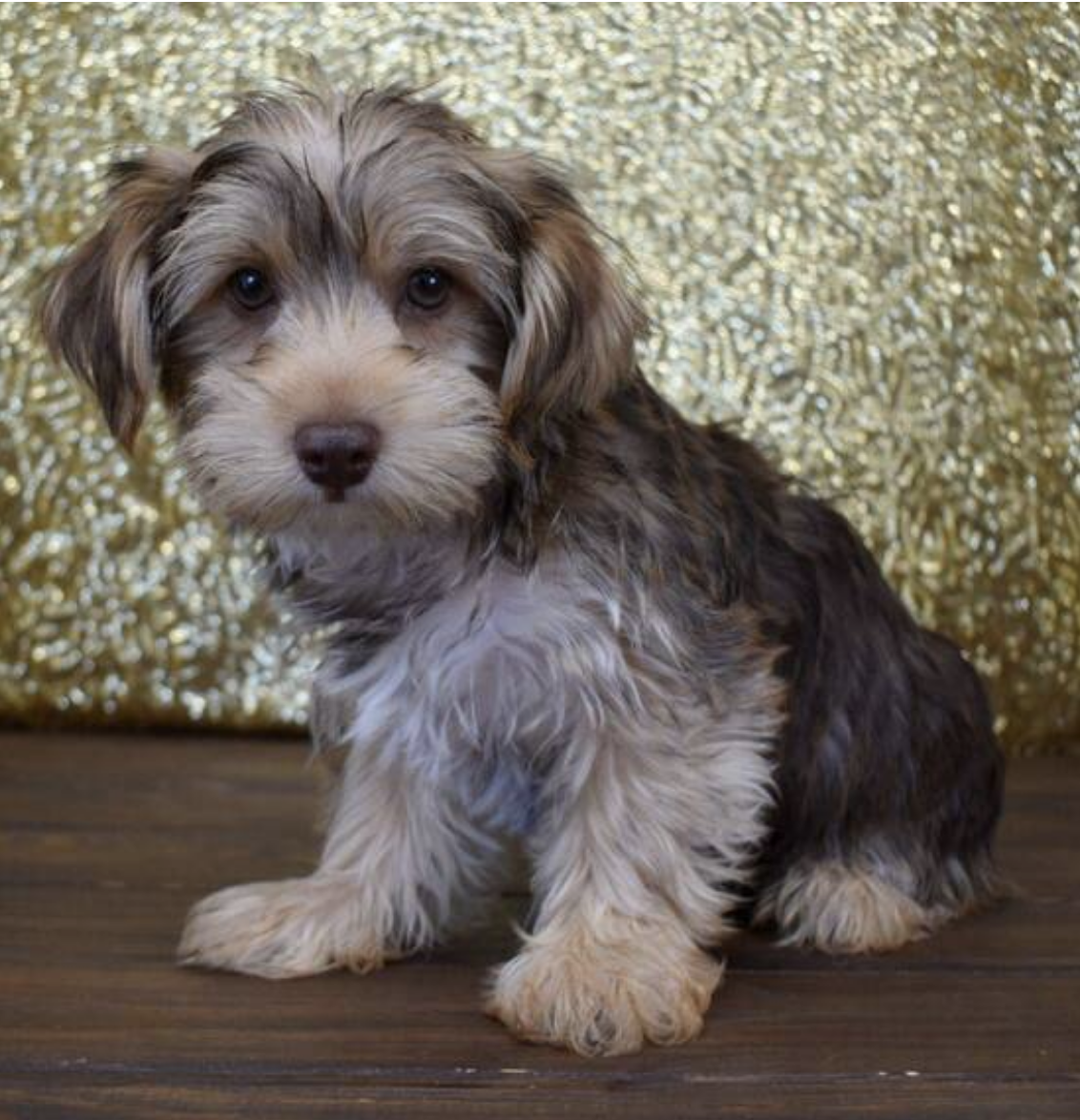 comprar cachorros sanos, baratos y asequibles para la venta